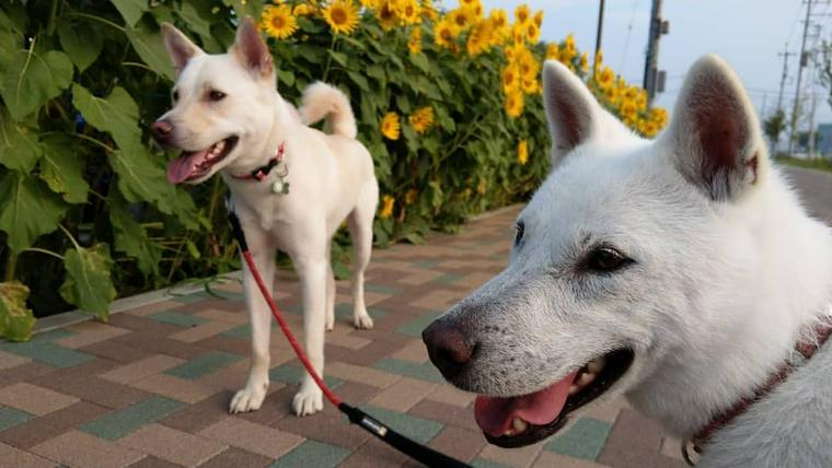 紀州犬の飼い方 性格や寿命 しつけなどをトレーナーが紹介 ペトコト