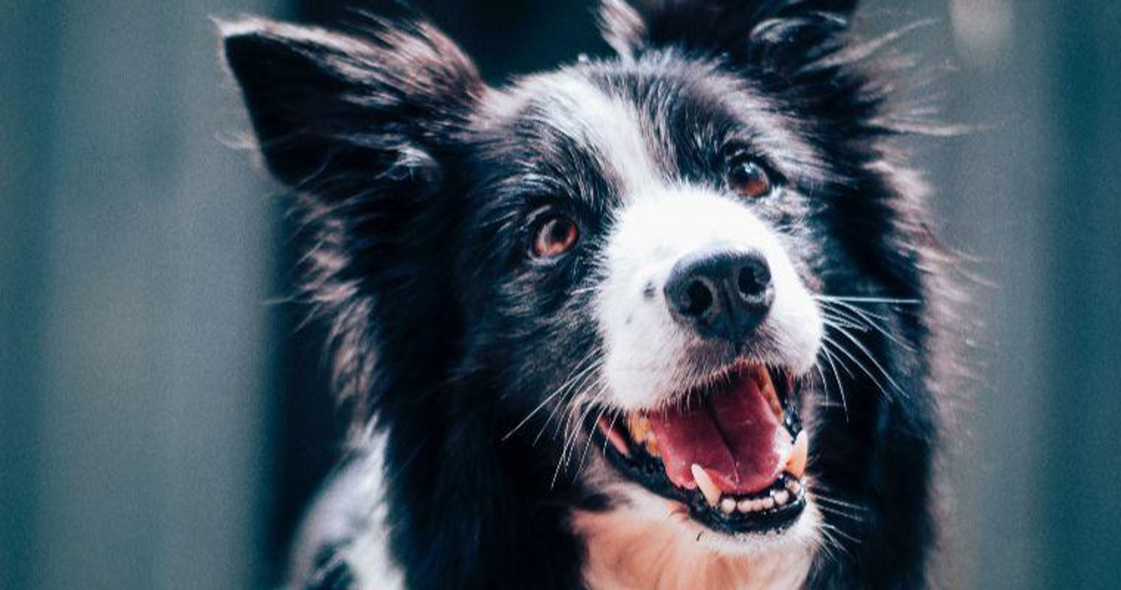 【トレーナー・獣医師監修】ボーダーコリーってどんな犬？性格・特徴・育て方・迎え方