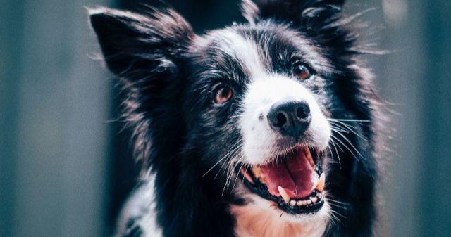 【トレーナー・獣医師監修】ボーダーコリーってどんな犬？性格・特徴・育て方・迎え方