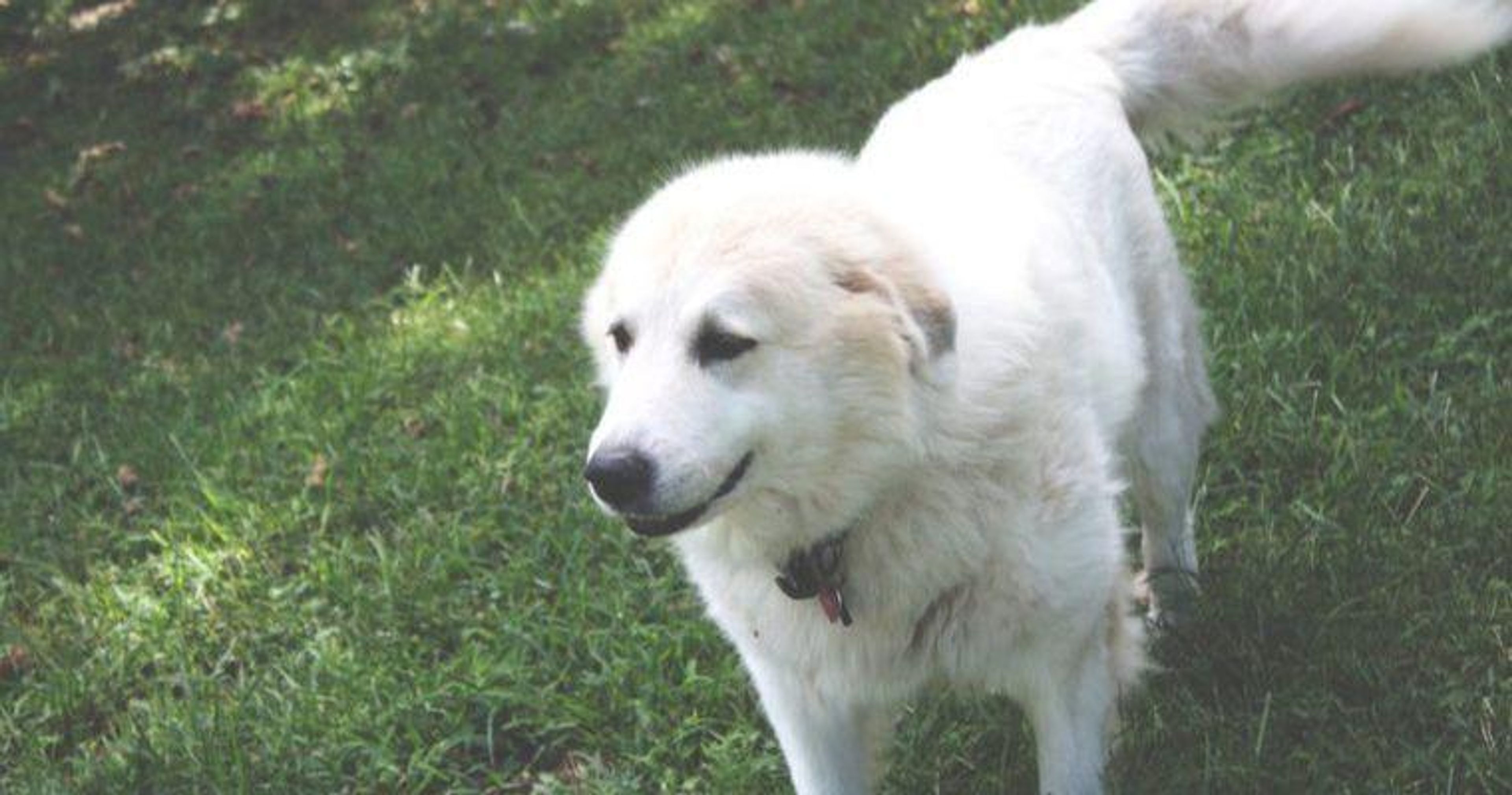 【トレーナー・獣医師監修】グレートピレニーズってどんな犬？性格・特徴・育て方・迎え方