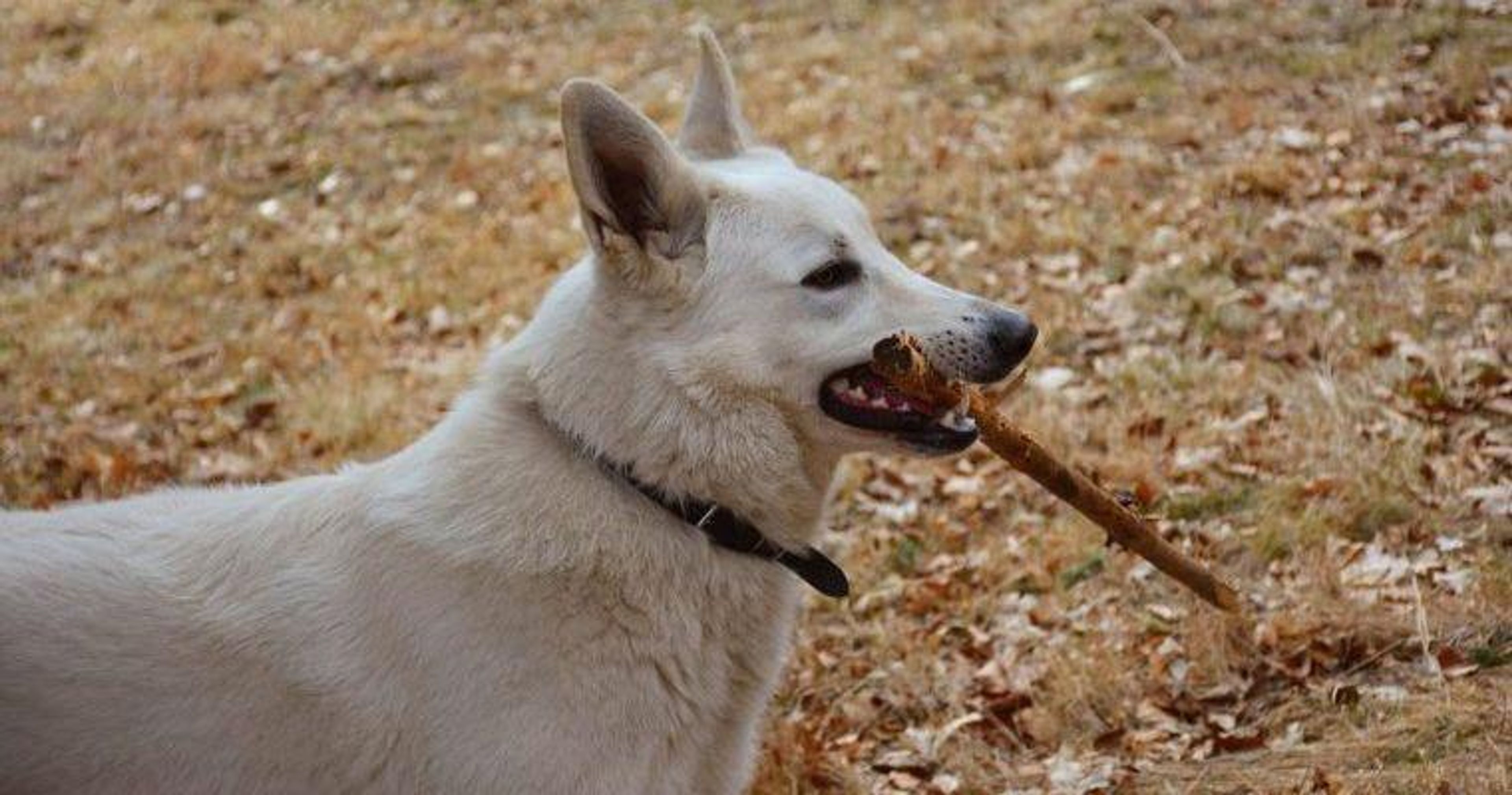 【トレーナー・獣医師監修】紀州犬ってどんな犬？性格・特徴・育て方・迎え方