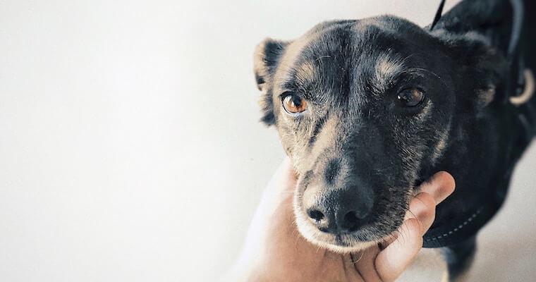 犬がしゃっくりをする原因や対処法を獣医師が解説 ペトコト