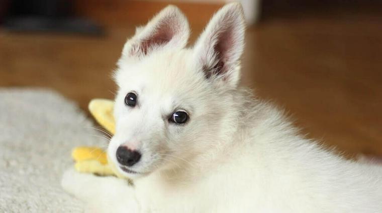 犬の正常な耳垢とは? 異常の見分け方や耳掃除の仕方などを獣医師が解説