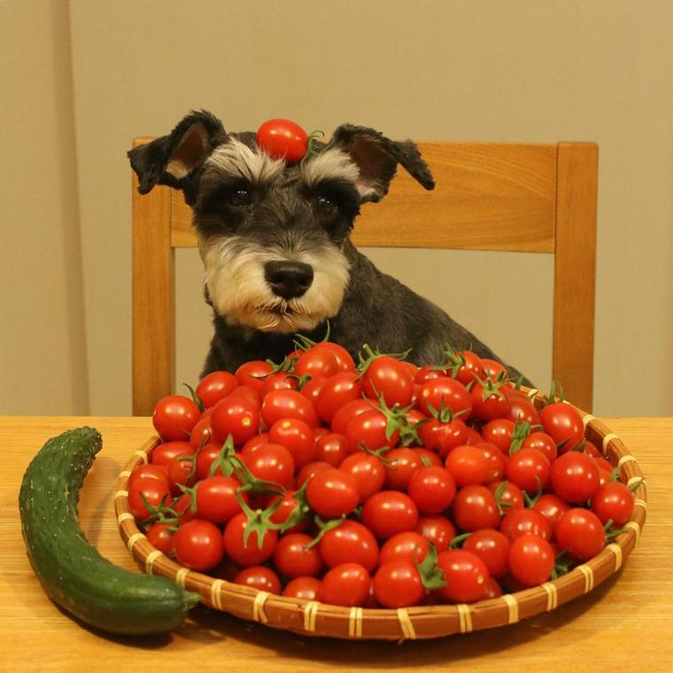 犬はトマトを食べても大丈夫 与え方やアレルギーについて 手作りごはんレシピなど紹介 ペトこと