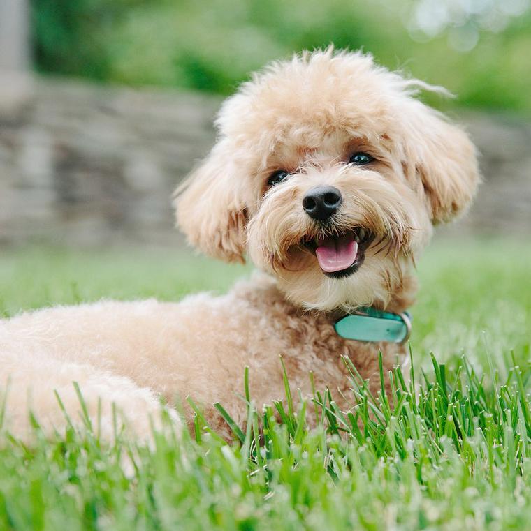 微笑む犬