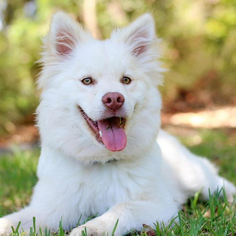 微笑む犬