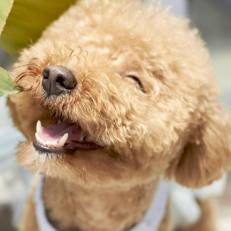 微笑む犬