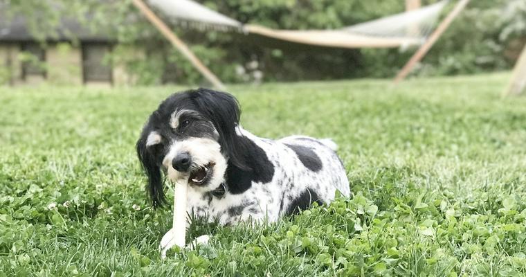 犬に骨を与える際は注意点あり! 好きな理由やメリット・選び方を解説