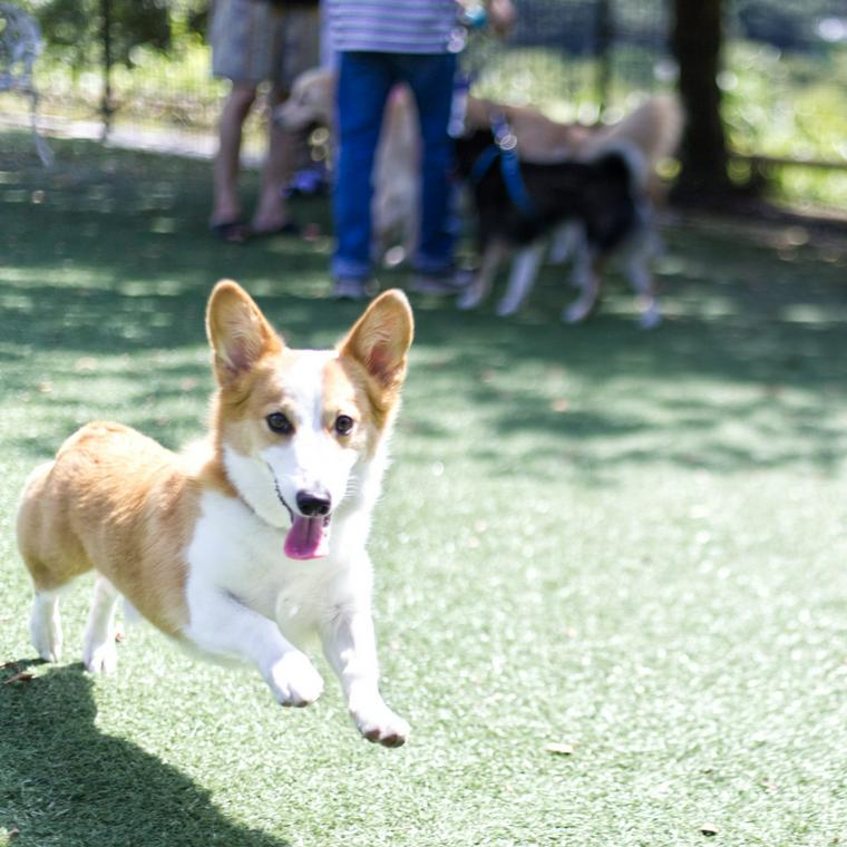 Fun Letter 温泉も一緒に楽しみたい 箱根で見つけた愛犬と私の時間 ペトコト