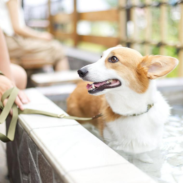 箱根で人気のペットと泊まれる宿おすすめ10選 温泉付きやドッグラン付きなどをご紹介 ペトコト