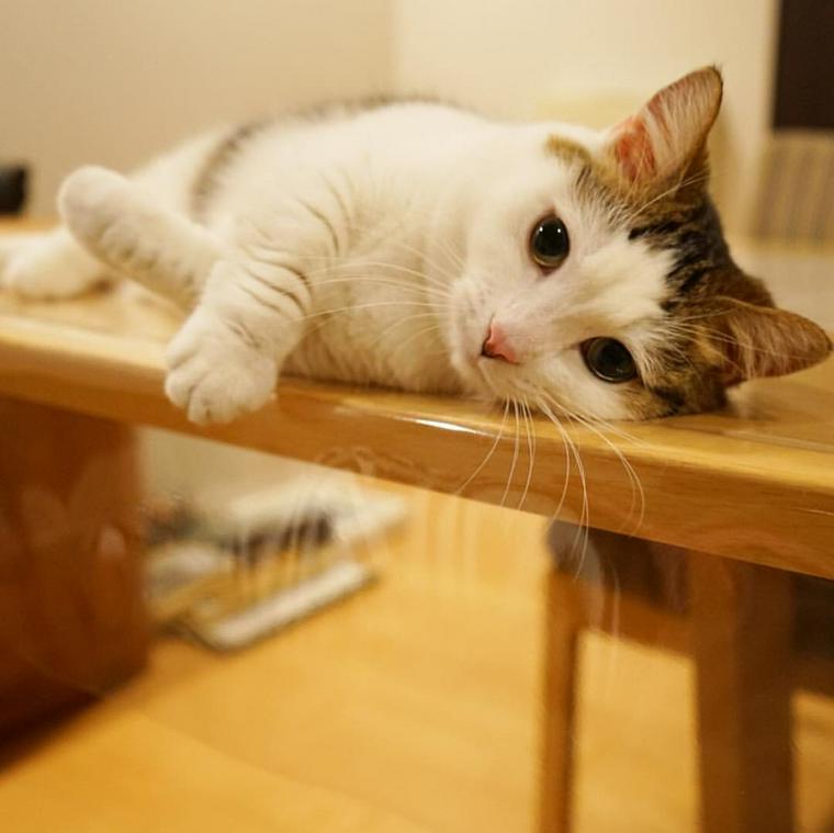 飼いやすい猫の種類とは 一人暮らし向け マンション向けなどタイプ別に紹介 ペトコト