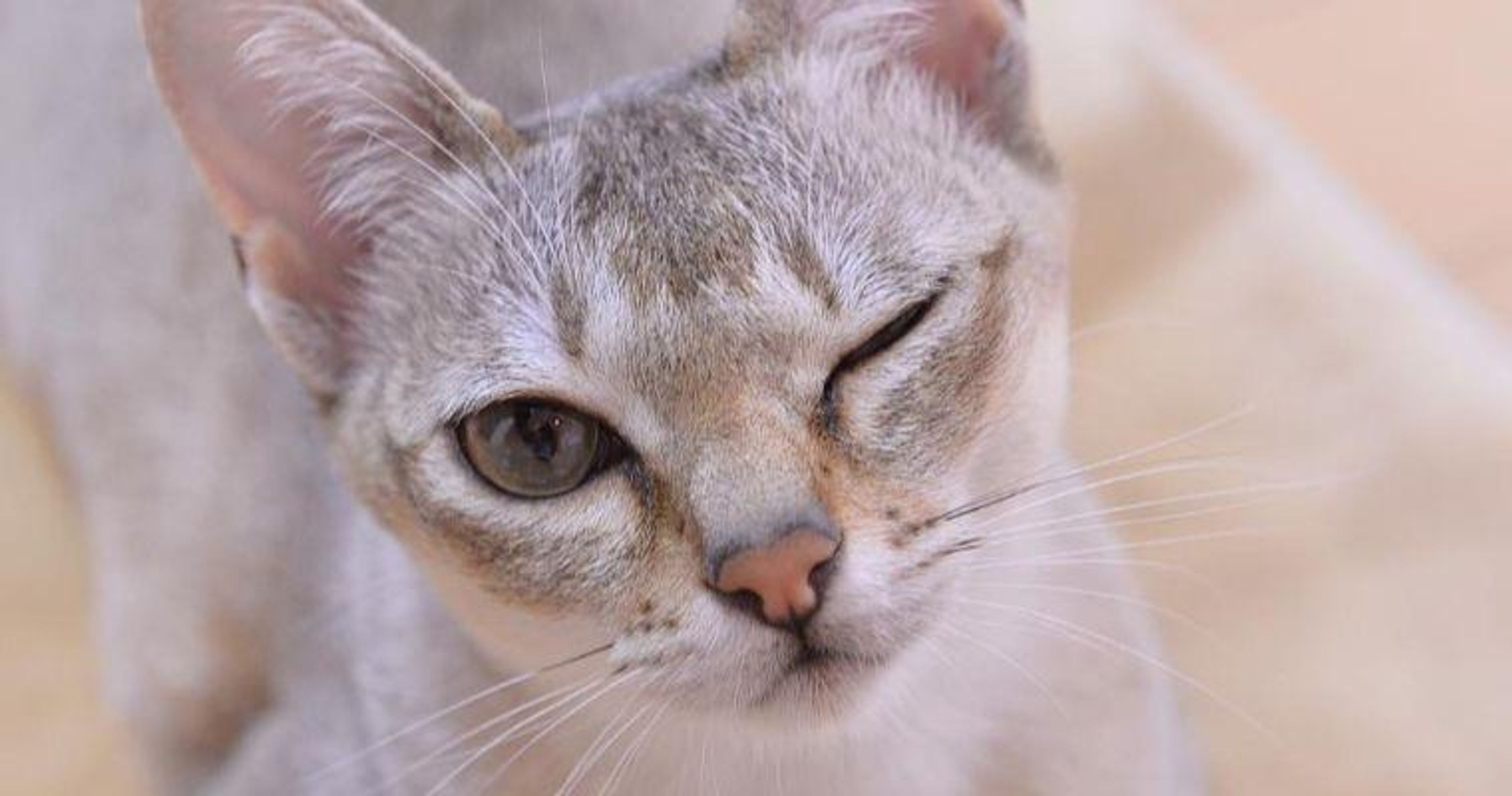 【獣医師監修】シンガプーラってどんな猫？性格・体重・寿命の特徴・迎え方