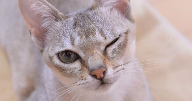 【獣医師監修】シンガプーラってどんな猫？性格・体重・寿命の特徴・迎え方
