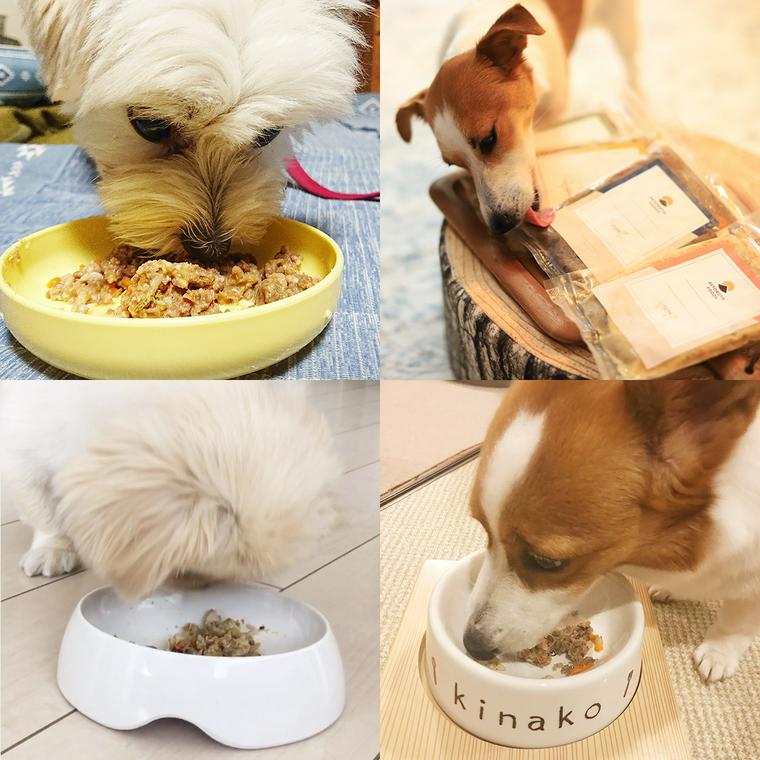 シニア犬 老犬 のダイエットに最適なドッグフードや運動方法を紹介します ペトコト