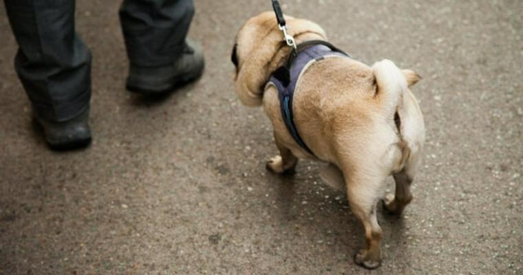 愛犬にマイクロチップ入れてますか? 用途やメリット・デメリット、利用方法を解説