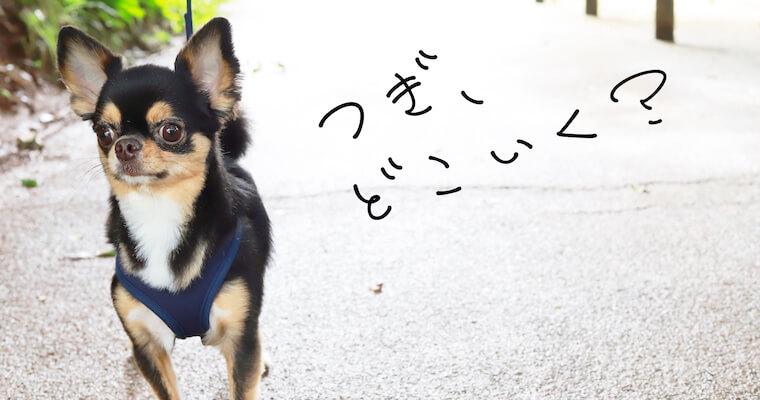 【つぎ、どこ行く?】ペット同伴お出かけ初心者の方にもおすすめイベント&宿5選!