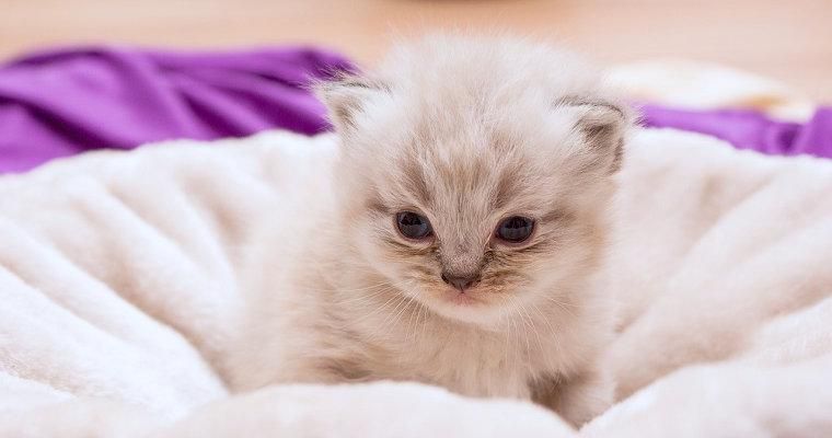 子猫の離乳食はいつから? 作り方や量、食べないときの食べさせ方を解説