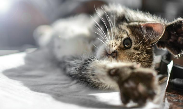 猫