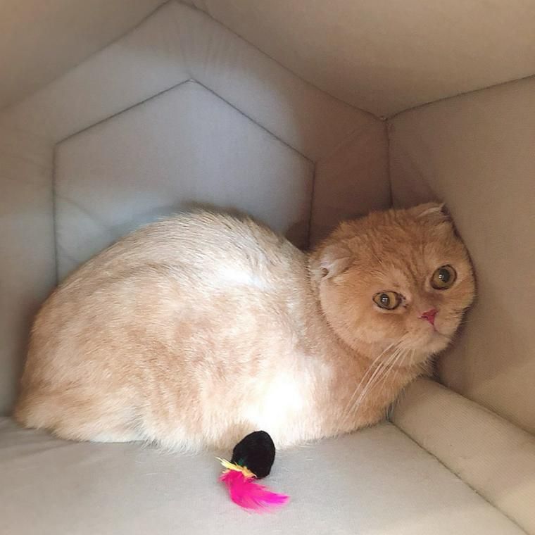 CTO竹浪の愛猫「茶太郎」
