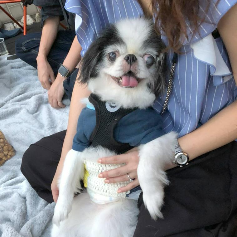 福永イクラ先生の愛犬「ジュピ太」