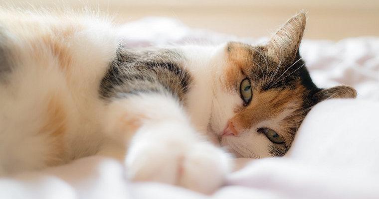 猫が布団に入ってくるのはなぜ? ふみふみやおしっこをしてしまう理由を解説