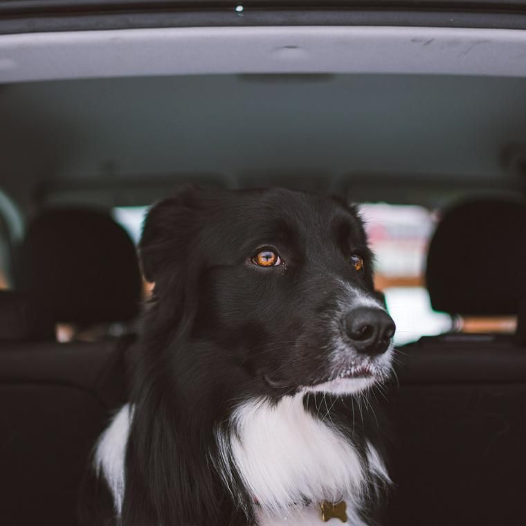 おすすめ犬用ドライブグッズ おしゃれなドライブボックスやシートなど ペトコト