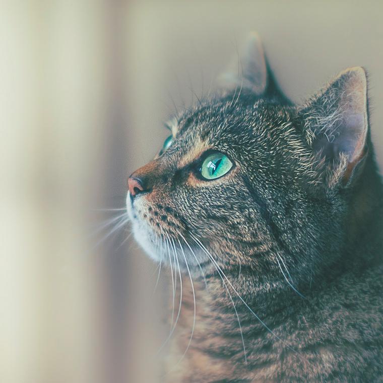 網戸越しに外をながめる猫
