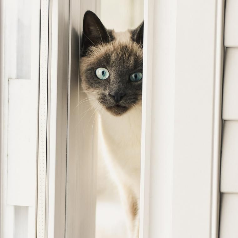 猫とマンションで暮らしたい 注意点や飼い方のポイントを紹介 ペトコト