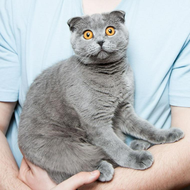 抱かれる猫