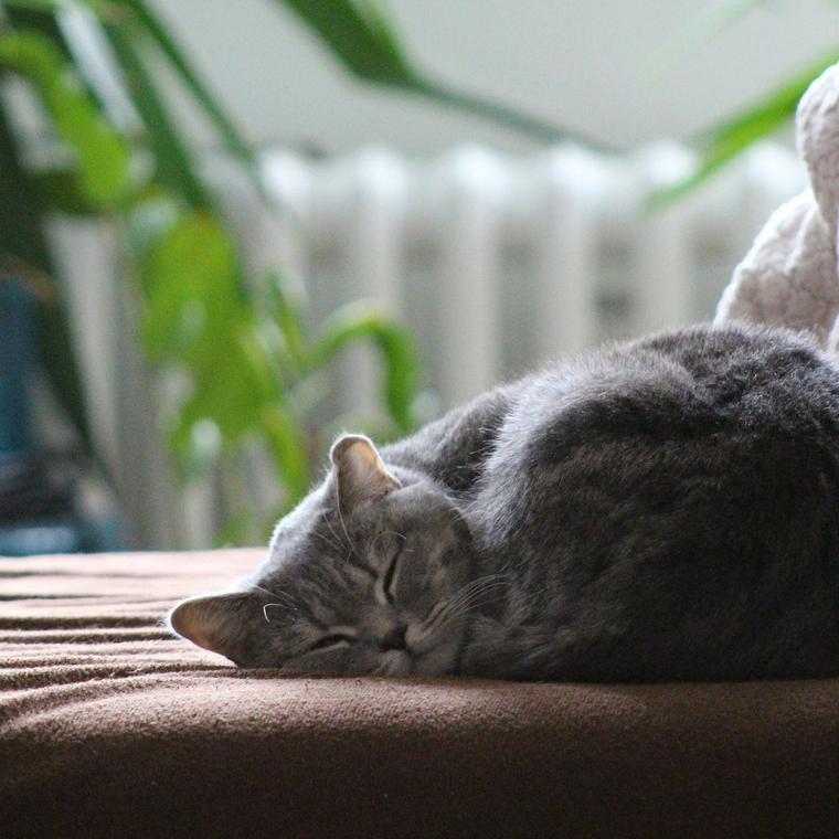 窓辺で丸くなる猫