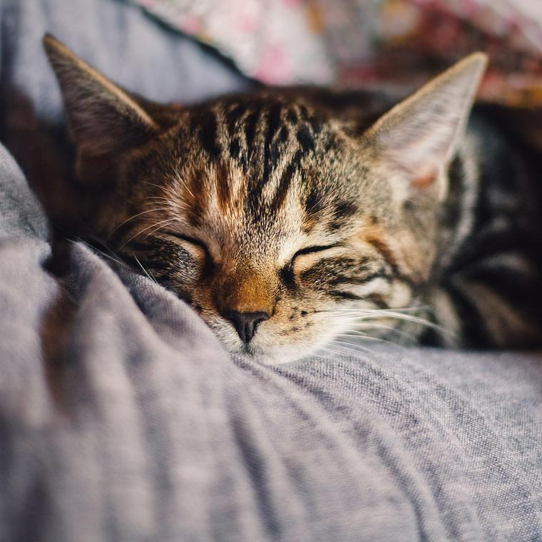 ベッドで丸くなって眠る猫
