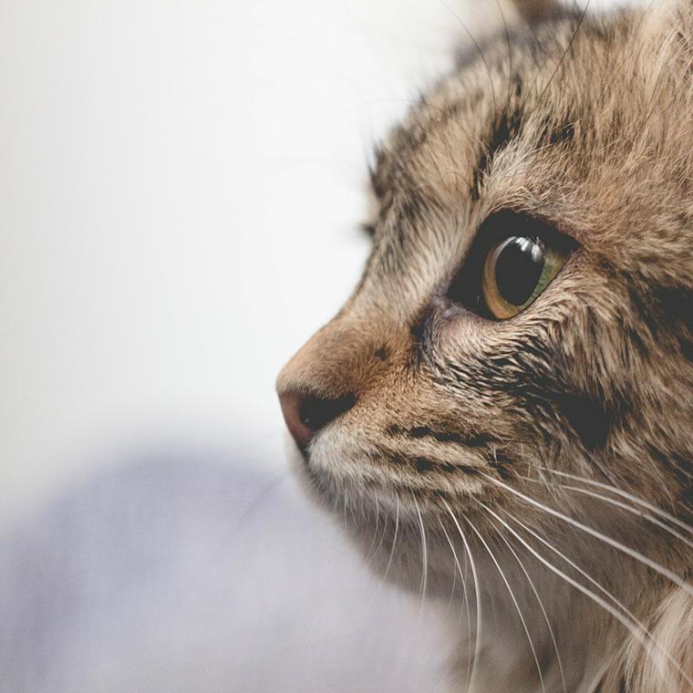 鼻先を上げてにおいを嗅ぐ猫