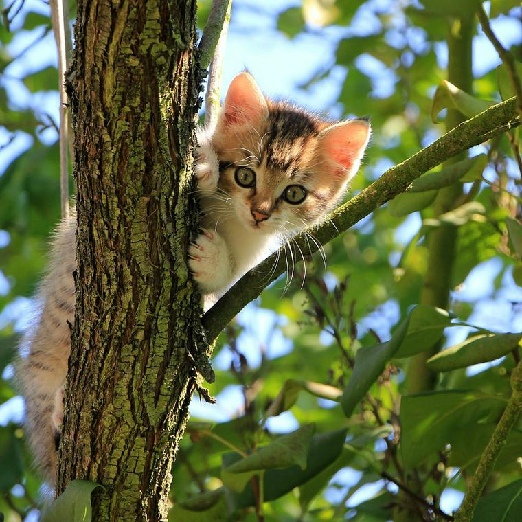 猫が嫌がらない爪切りの方法を猫専門トリマーが解説 頻度や嫌がる場合の対処法も ペトコト