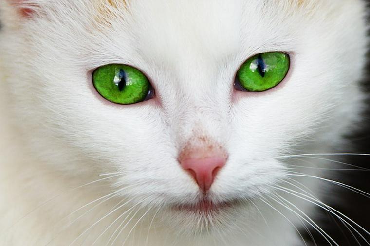 猫の目の色は何種類？目の色が違う理由や性格、病気の疑いについて解説