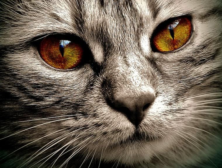 猫 の 目 の 色 カッパー