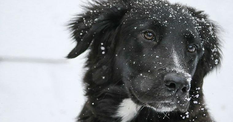 寒がりな愛犬にしてあげたい対策 病気のサインが隠れているかも