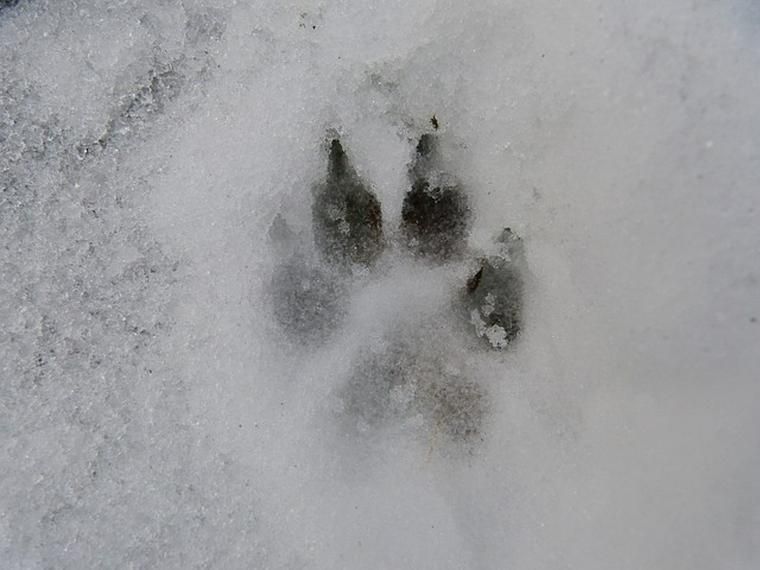 雪と犬の足跡