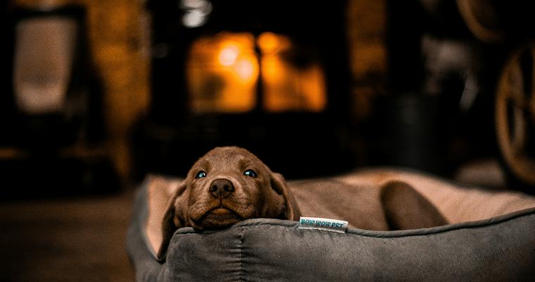 寒がりな犬にしてあげたい対策 病気のサインが隠れているかも ペトコト