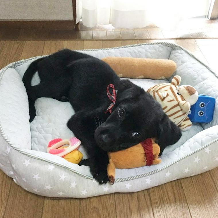 黒ラブのラムちゃん