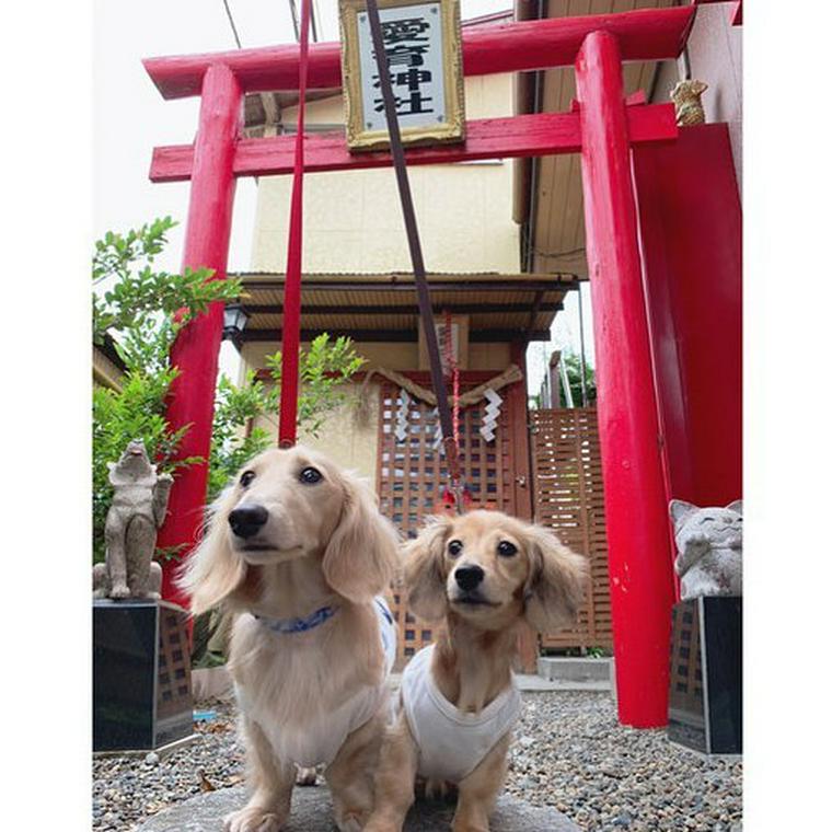 愛育神社を参拝するダックスフンド