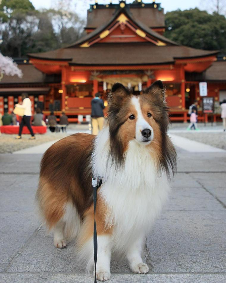 富士宮浅間神社を参拝するシェルティ