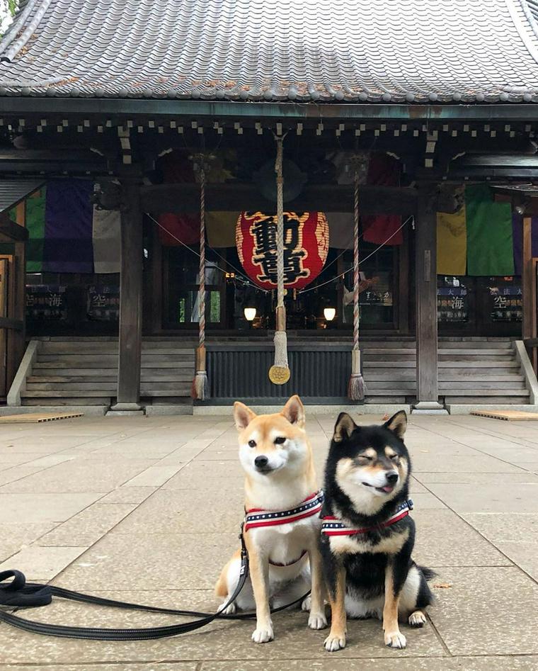 富士宮浅間神社を参拝するシェルティ