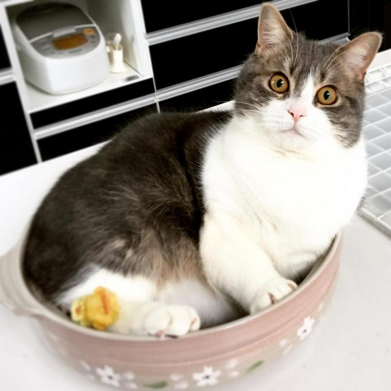 猫鍋の意外な歴史から海外の反応まで紹介 なぜ猫は鍋に入るのか…… ペトコト
