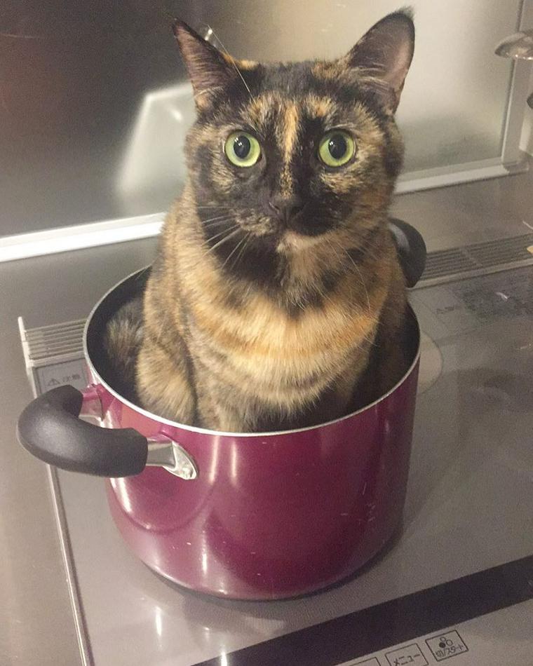 猫鍋の意外な歴史から海外の反応まで紹介 なぜ猫は鍋に入るのか ペトコト
