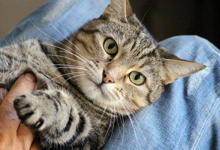 猫がお腹を見せるときの6つの理由 噛んだり触ると怒る理由も紹介 ペトコト