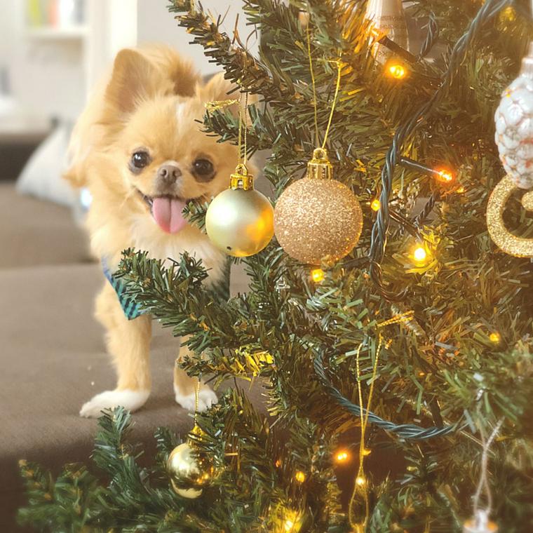 クリスマスツリーと社員犬のはな