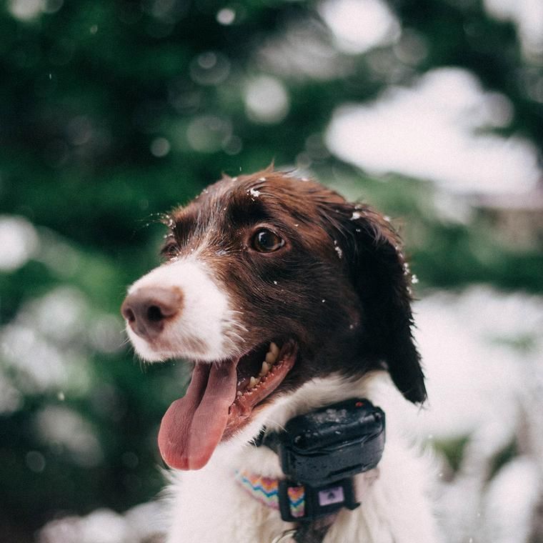 犬と雪