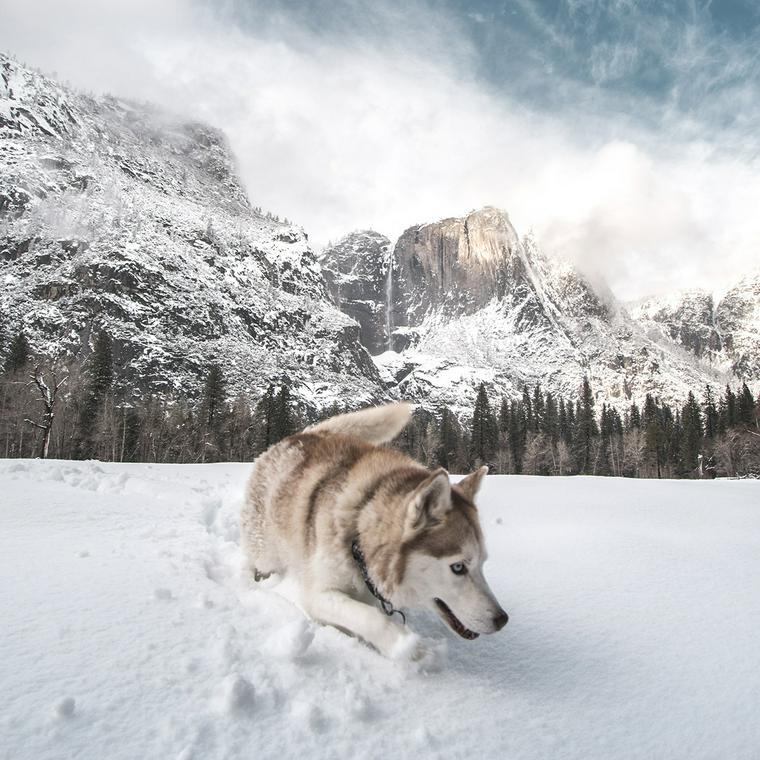 雪の中にいるハスキー犬