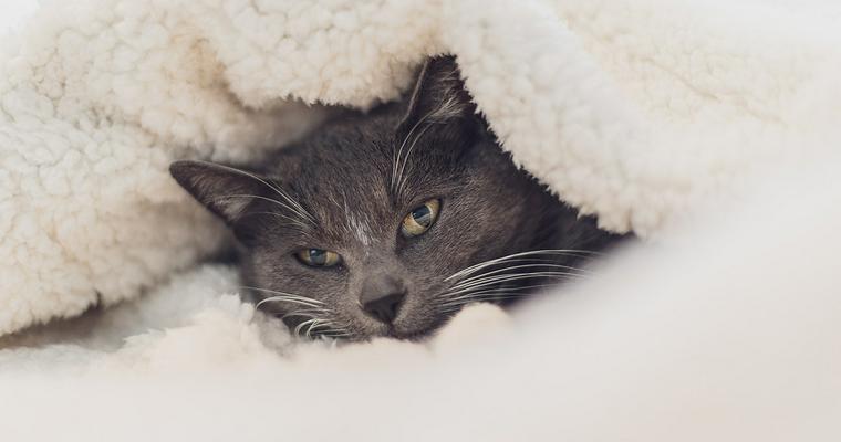 猫との冬の過ごし方！暖房器具や冬用ベッドを活用して乗り切ろう