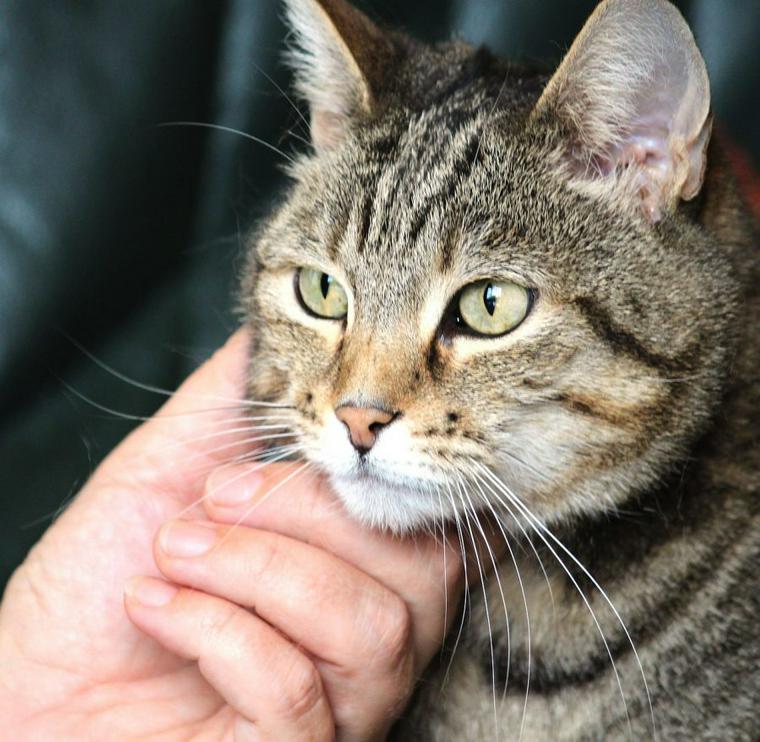 猫が顔や物にすりすりする4つの意味 ゴロゴロ鳴く場合や噛む場合などの行動別の気持ちを紹介 ペトコト